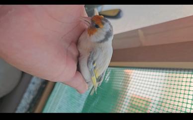 Cardellino
