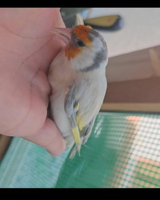 Cardellino