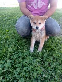 Akita inu
