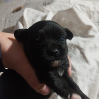 Chihuahua pelo lungo