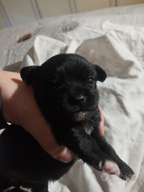 Chihuahua pelo lungo