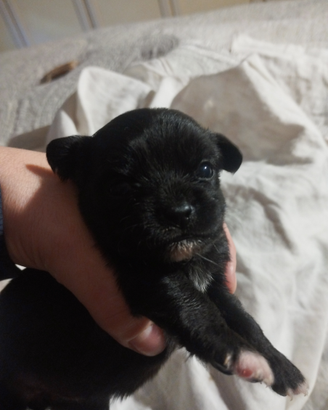 Chihuahua pelo lungo