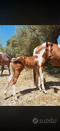 Puledro Paint Horse 2026