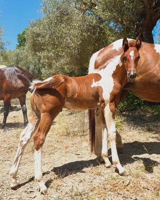 Puledro Paint Horse 2026