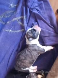 Cuccioli di cane