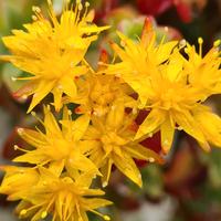 Sedum Palmeri 