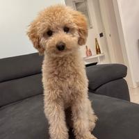 Barboncino per accoppiamento