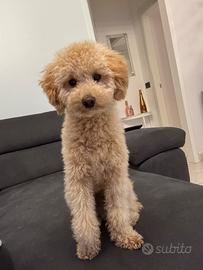 Barboncino per accoppiamento