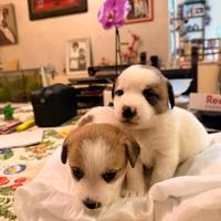 Cuccioli con Pedegree