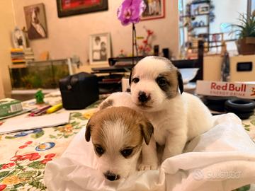 Cuccioli con Pedegree