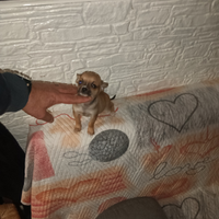 Chihuahua mini toy