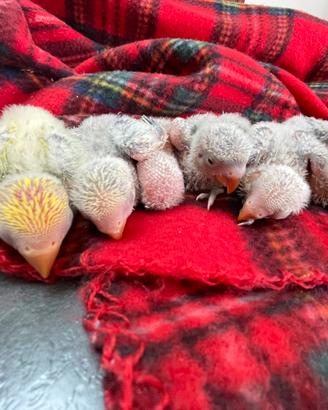 Pappagalli inseparabili allevati a mano