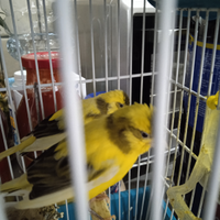 Coppia di spagnolette