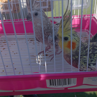 Disponibile Calospite.la copia 70 euro