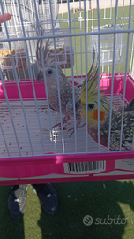 Disponibile Calospite.la copia 70 euro