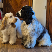 Cocker spaniel inglese