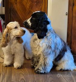 Cocker spaniel inglese