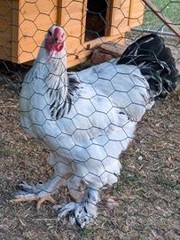 Gallo Brahma