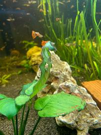 Caridine trasparenti