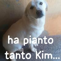 KIM SIMIL LABRADOR 2 ANNI Kim è stato trovato abba