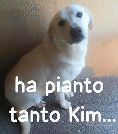 KIM SIMIL LABRADOR 2 ANNI Kim è stato trovato abba