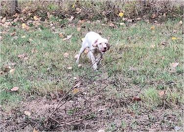 SETTER INGLESE DA CACCIA – PRESTIGIOSA GENEALOGIA
