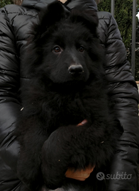 Cucciola pastore tedesco pelo lungo nero
