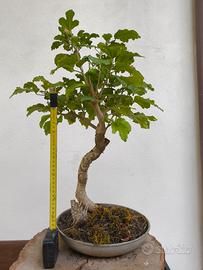 bonsai