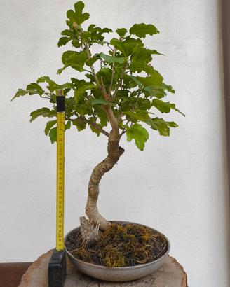 bonsai
