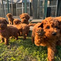 Cuccioli Barboncini nani red