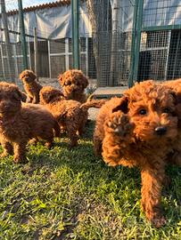 Cuccioli Barboncini nani red