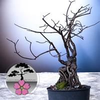 Bonsai olmo