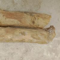 Legno di bosso stagionato