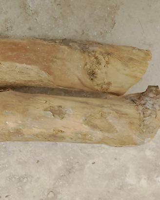 Legno di bosso stagionato