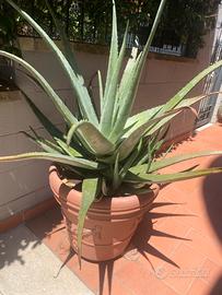 Aloe vera