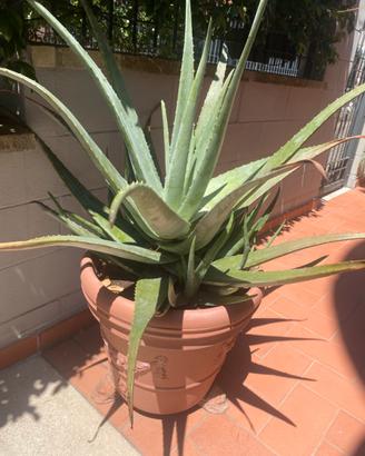 Aloe vera