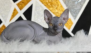 Femmina sphynx Total black