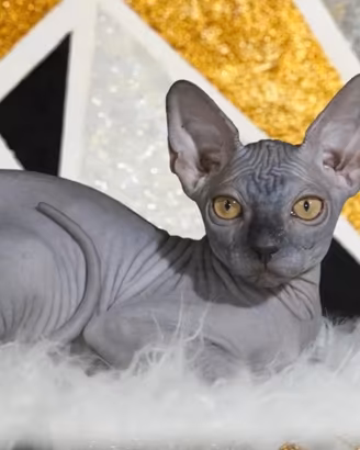 Femmina sphynx Total black