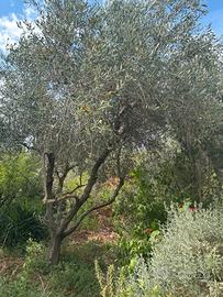 Ulivi da espiantare