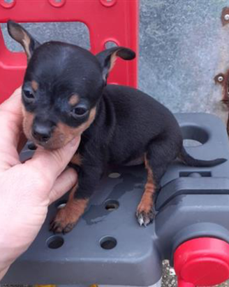 Pincer Toy cuccioli