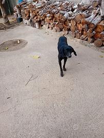 Seguggia maremmana di 5 anni