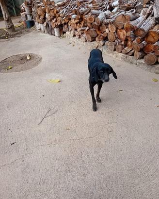 Seguggia maremmana di 5 anni