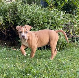 Amstaff pedigree cuccioli