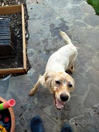 Cucciolona setter inglese