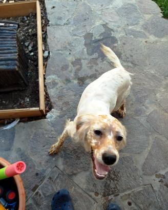 Cucciolona setter inglese