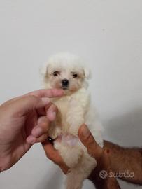 cucciola di maltese coreano 