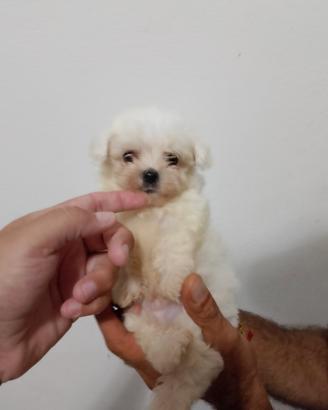 cucciola di maltese coreano 