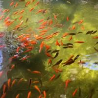 Pesci rossi carassius , gambusie e carpe koi