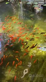 Pesci rossi carassius , gambusie e carpe koi