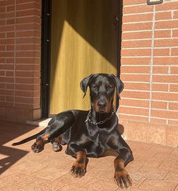 Doberman per monta